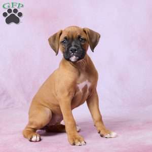 Tammy, Boxer Puppy